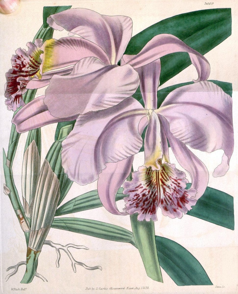 Curtis's botanical magazine..London ;New York [etc.] :Academic Press [etc.]. |  | Vintage Print Reproduction 456429
