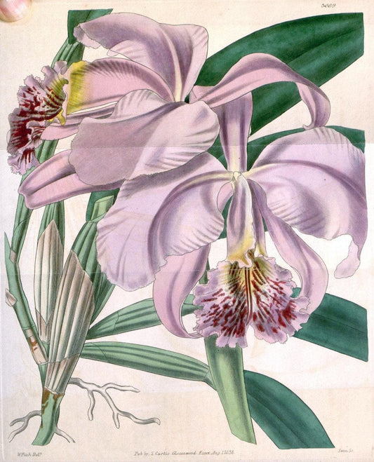Curtis's botanical magazine..London ;New York [etc.] :Academic Press [etc.]. |  | Vintage Print Reproduction 456429