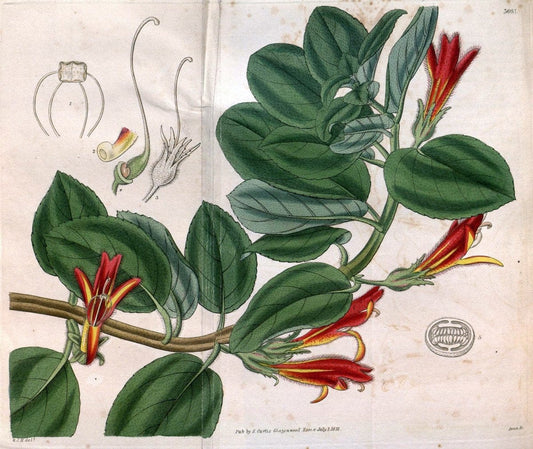 Curtis's botanical magazine..London ;New York [etc.] :Academic Press [etc.]. |  | Vintage Print Reproduction 456430