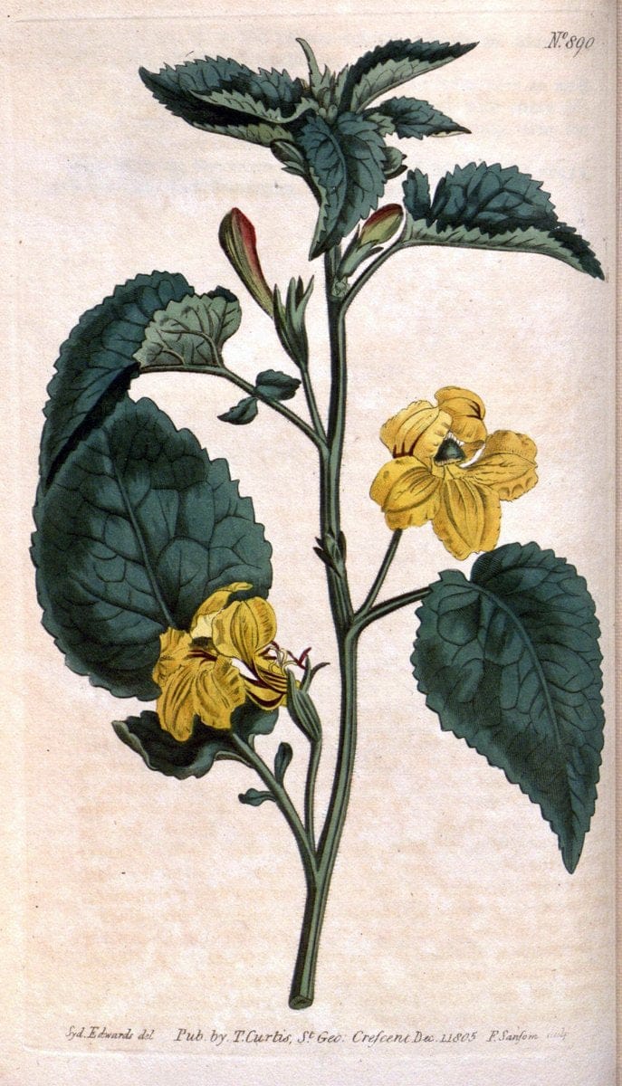 Curtis's botanical magazine. London ;New York [etc.] :Academic Press [etc.]. | Botany Periodicals "Pictorial works"  | Vintage Print Reproduction 456431