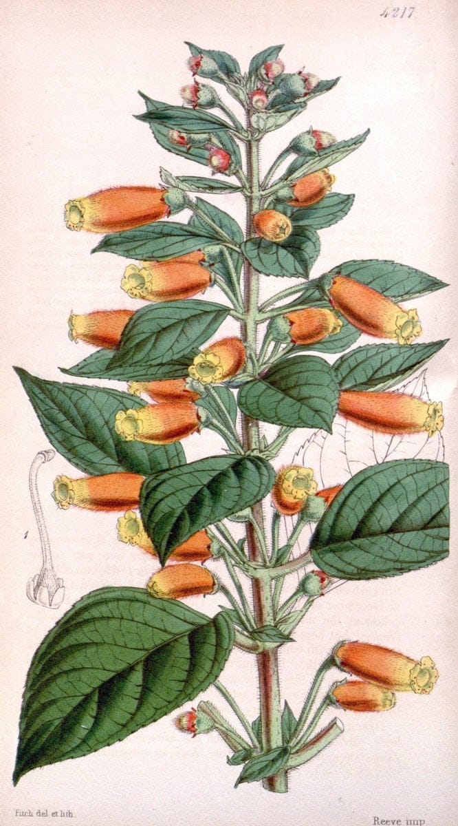 Curtis's botanical magazine. London ;New York [etc.] :Academic Press [etc.]. | Botany Periodicals "Pictorial works"  | Vintage Print Reproduction 456432