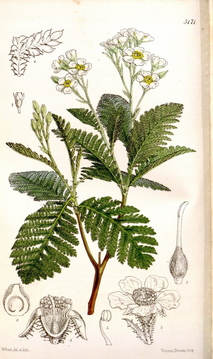 Curtis's botanical magazine. London ;New York [etc.] :Academic Press [etc.]. | Botany Periodicals "Pictorial works"  | Vintage Print Reproduction 456433