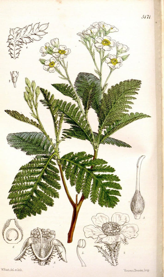 Curtis's botanical magazine. London ;New York [etc.] :Academic Press [etc.]. | Botany Periodicals "Pictorial works"  | Vintage Print Reproduction 456433