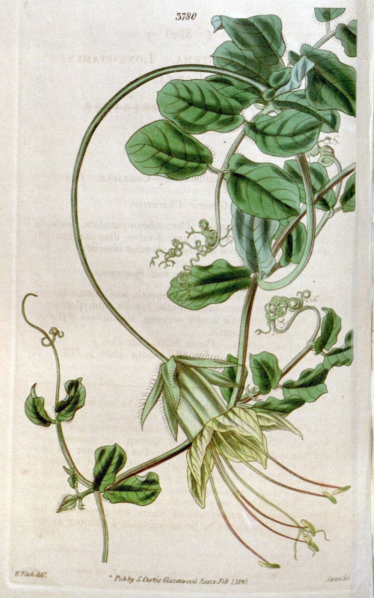 Curtis's botanical magazine. London ;New York [etc.] :Academic Press [etc.]. | Botany Periodicals "Pictorial works"  | Vintage Print Reproduction 456434