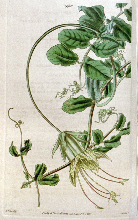 Curtis's botanical magazine. London ;New York [etc.] :Academic Press [etc.]. | Botany Periodicals "Pictorial works"  | Vintage Print Reproduction 456434
