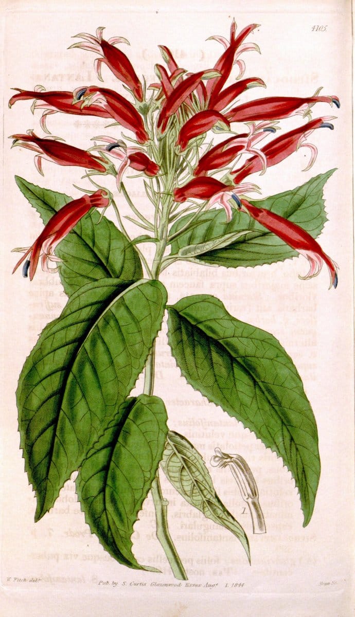 Curtis's botanical magazine. London ; New York [etc.] :Academic Press [etc.]. | "Botanical illustration" Botany Periodicals "Pictorial works" "Plants, Ornamental"  | Vintage Print Reproduction 456435