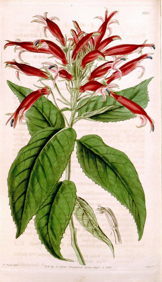 Curtis's botanical magazine. London ; New York [etc.] :Academic Press [etc.]. | "Botanical illustration" Botany Periodicals "Pictorial works" "Plants, Ornamental"  | Vintage Print Reproduction 456435