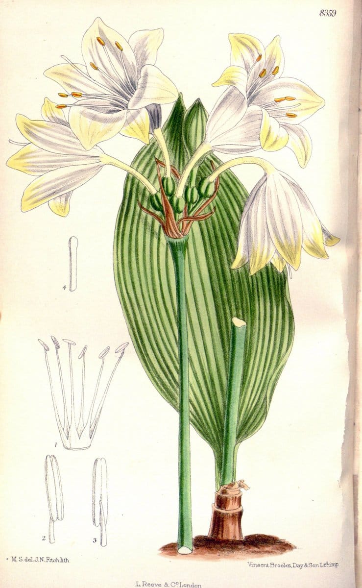 Curtis's botanical magazine. London ; New York [etc.] :Academic Press [etc.]. | "Botanical illustration" Botany Periodicals "Pictorial works" "Plants, Ornamental"  | Vintage Print Reproduction 456436