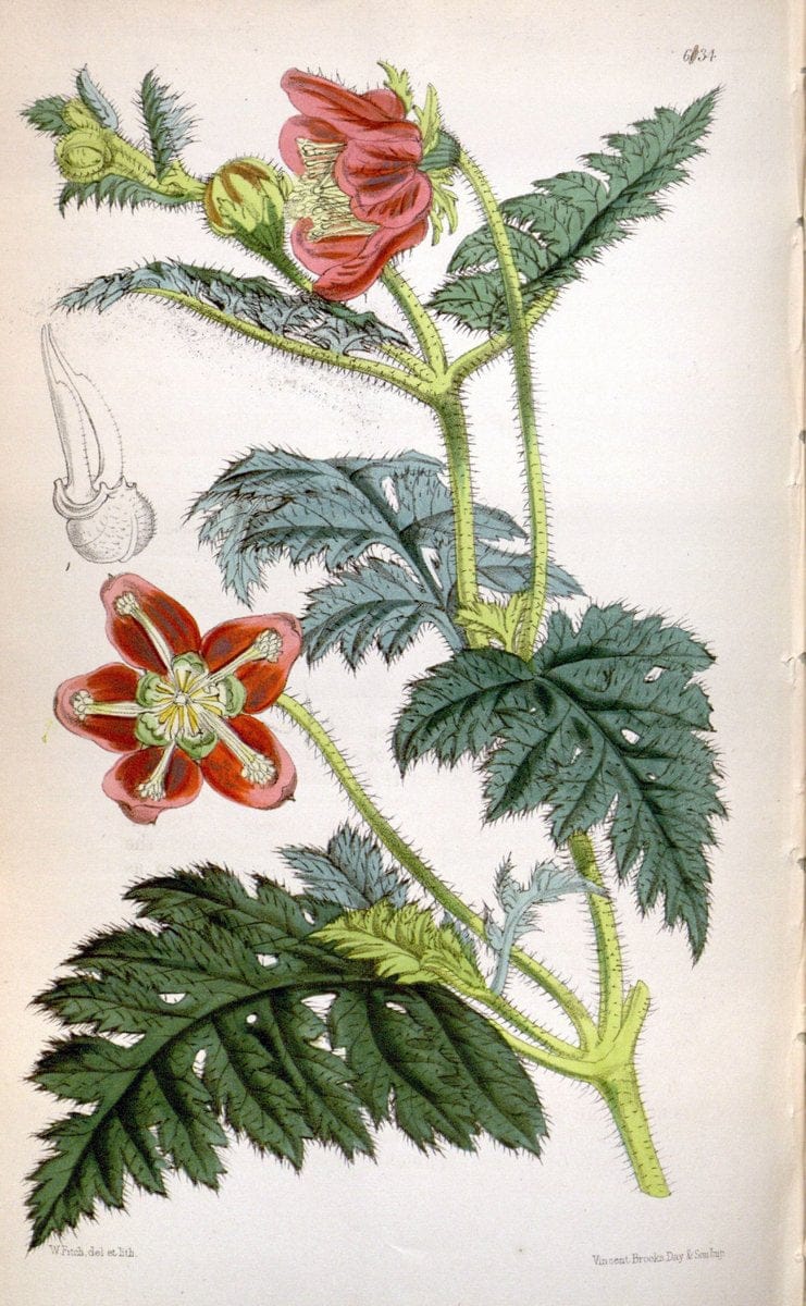 Curtis's botanical magazine. London ; New York [etc.] :Academic Press [etc.]. | "Botanical illustration" Botany Periodicals "Pictorial works" "Plants, Ornamental"  | Vintage Print Reproduction 456437