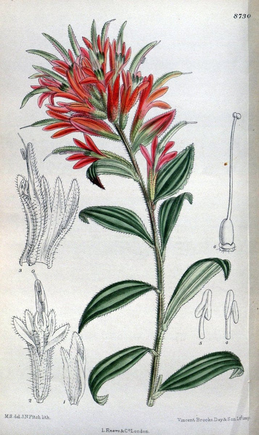 Curtis's botanical magazine. London ; New York [etc.] :Academic Press [etc.]. | "Botanical illustration" Botany Periodicals "Pictorial works" "Plants, Ornamental"  | Vintage Print Reproduction 456438