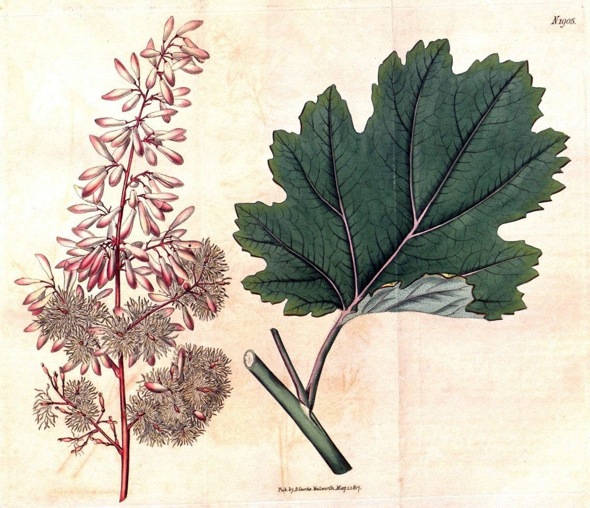 Curtis's botanical magazine. London ; New York [etc.] :Academic Press [etc.]. | "Botanical illustration" Botany Periodicals "Pictorial works" "Plants, Ornamental"  | Vintage Print Reproduction 456439