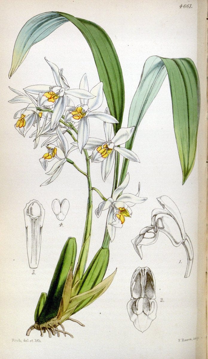 Curtis's botanical magazine. London ; New York [etc.] :Academic Press [etc.]. | "Botanical illustration" Botany Periodicals "Pictorial works" "Plants, Ornamental"  | Vintage Print Reproduction 456440