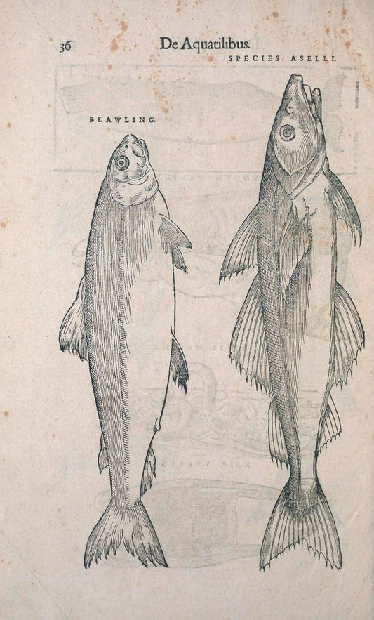 Conradi Gesneri medici Tigurini Historiae animalium liber IV :.Francofurti :In Bibliopol | "Early works to 1800" Fishes Mollusks "Pre-Linnean works" Zoology | Vintage Print Reproduction 456441