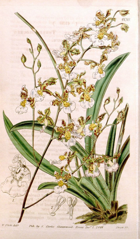 Curtis's botanical magazine. London ; New York [etc.] :Academic Press [etc.]. | "Botanical illustration" Botany Periodicals "Pictorial works" "Plants, Ornamental"  | Vintage Print Reproduction 456442