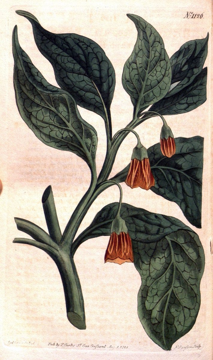 Curtis's botanical magazine. London ; New York [etc.] :Academic Press [etc.]. | "Botanical illustration" Botany Periodicals "Pictorial works" "Plants, Ornamental"  | Vintage Print Reproduction 456443