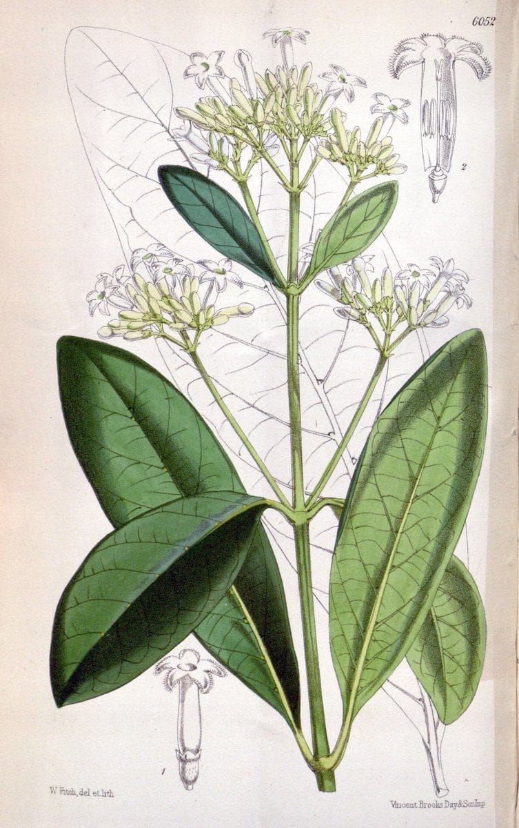 Curtis's botanical magazine. London ; New York [etc.] :Academic Press [etc.]. | "Botanical illustration" Botany Periodicals "Pictorial works" "Plants, Ornamental"  | Vintage Print Reproduction 456444