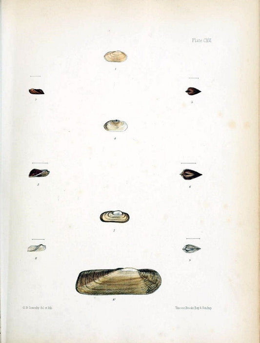 Conchologia indica,.London,1870-1876.. |  | Vintage Print Reproduction 456445