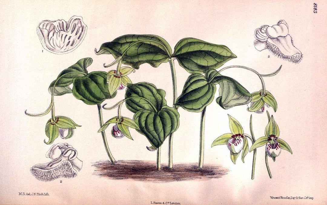 Curtis's botanical magazine. London ; New York [etc.] :Academic Press [etc.]. | "Botanical illustration" Botany Periodicals "Pictorial works" "Plants, Ornamental"  | Vintage Print Reproduction 456446