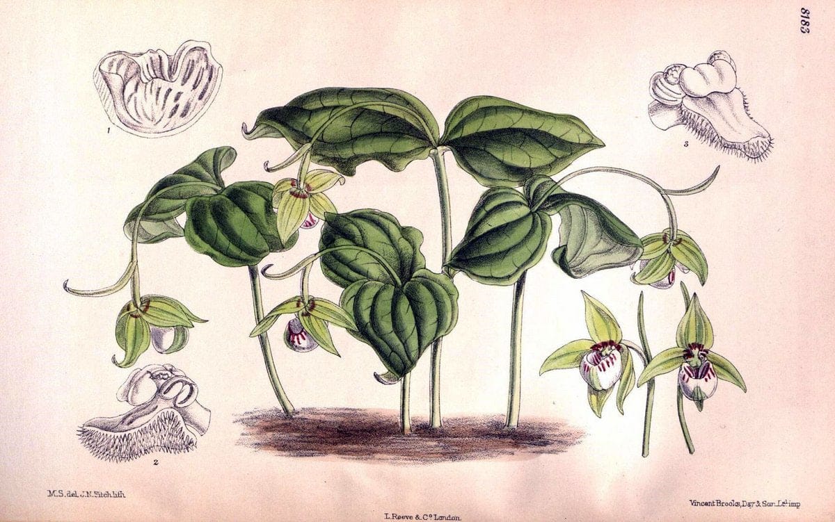 Curtis's botanical magazine. London ; New York [etc.] :Academic Press [etc.]. | "Botanical illustration" Botany Periodicals "Pictorial works" "Plants, Ornamental"  | Vintage Print Reproduction 456446