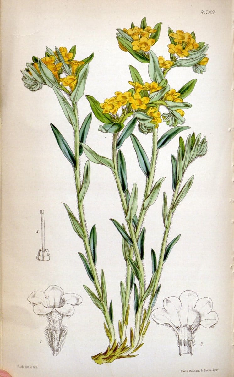 Curtis's botanical magazine. London ; New York [etc.] :Academic Press [etc.]. | "Botanical illustration" Botany Periodicals "Pictorial works" "Plants, Ornamental"  | Vintage Print Reproduction 456447