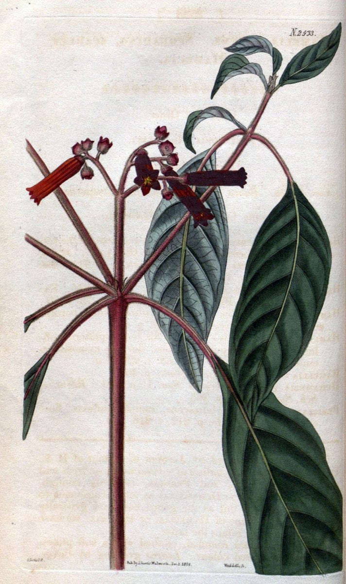 Curtis's botanical magazine. London ; New York [etc.] :Academic Press [etc.]. | "Botanical illustration" Botany Periodicals "Pictorial works" "Plants, Ornamental"  | Vintage Print Reproduction 456448