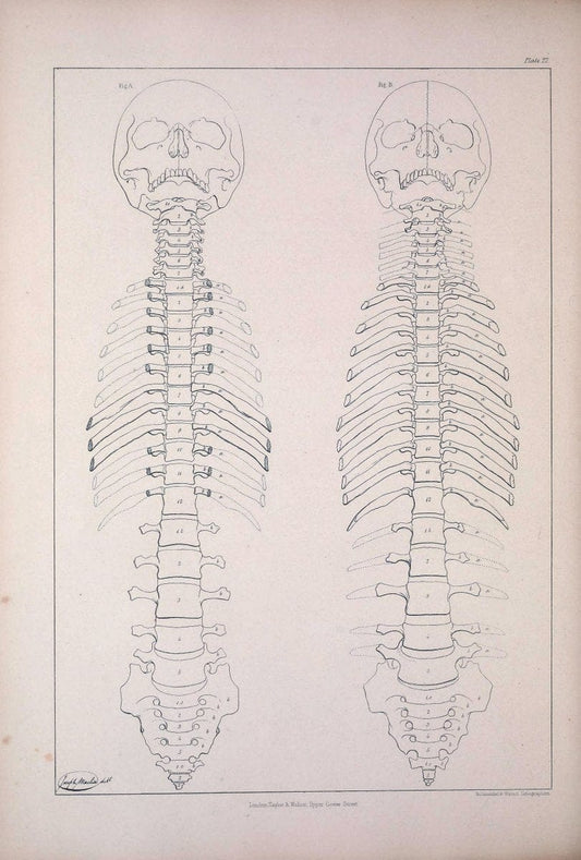 Comparative osteology:.London,Taylor and Walton,1847.  | Bones | Vintage Print Reproduction 456449