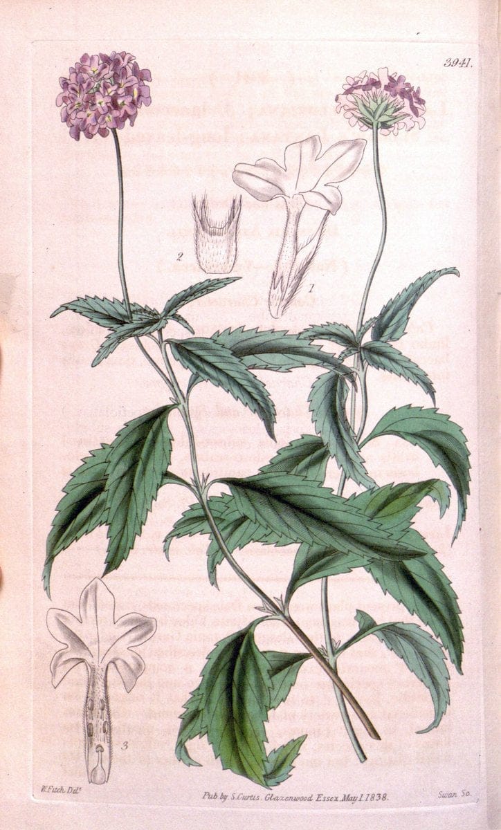 Curtis's botanical magazine. London ; New York [etc.] :Academic Press [etc.]. | "Botanical illustration" Botany Periodicals "Pictorial works" "Plants, Ornamental"  | Vintage Print Reproduction 456450