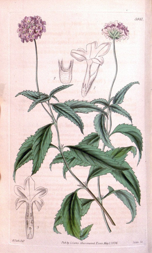 Curtis's botanical magazine. London ; New York [etc.] :Academic Press [etc.]. | "Botanical illustration" Botany Periodicals "Pictorial works" "Plants, Ornamental"  | Vintage Print Reproduction 456450