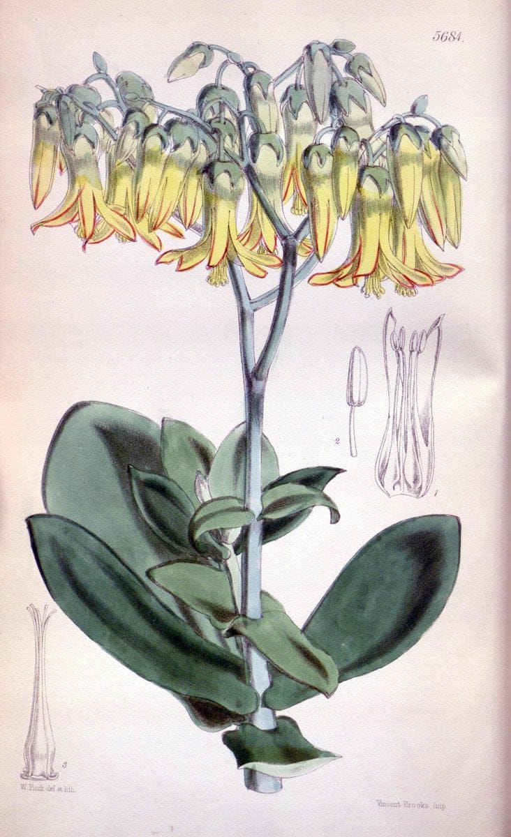 Curtis's botanical magazine. London ; New York [etc.] :Academic Press [etc.]. | "Botanical illustration" Botany Periodicals "Pictorial works" "Plants, Ornamental"  | Vintage Print Reproduction 456451