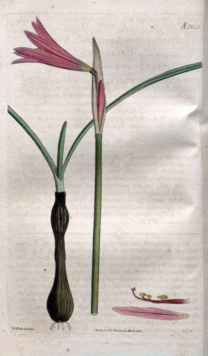 Curtis's botanical magazine. London ; New York [etc.] :Academic Press [etc.]. | "Botanical illustration" Botany Periodicals "Pictorial works" "Plants, Ornamental"  | Vintage Print Reproduction 456452