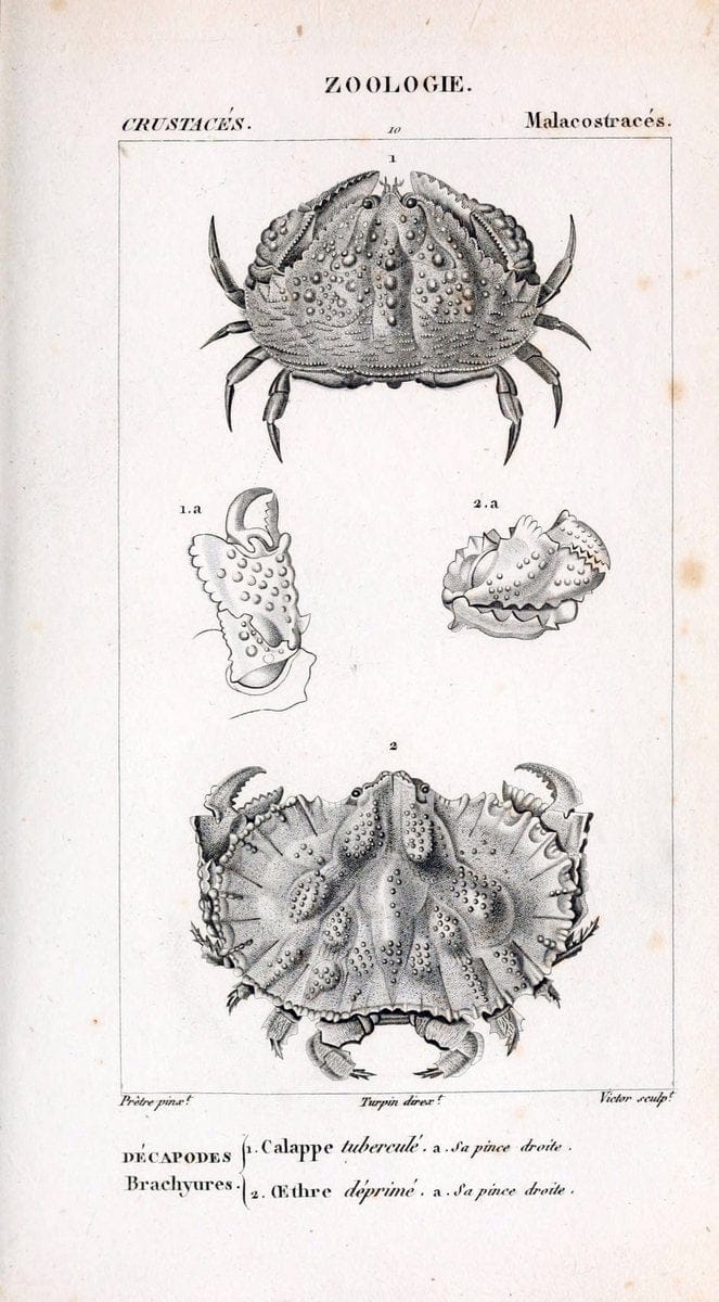 ConsidÃ©rations gÃ©nÃ©rales sur la classe des crustacÃ©s :.Paris :F.G. Levrault,1825.  | Crustacea France Zoology  | Vintage Print Reproduction 456453