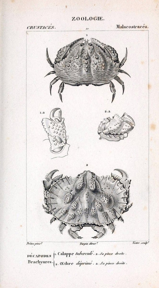 ConsidÃ©rations gÃ©nÃ©rales sur la classe des crustacÃ©s :.Paris :F.G. Levrault,1825.  | Crustacea France Zoology  | Vintage Print Reproduction 456453