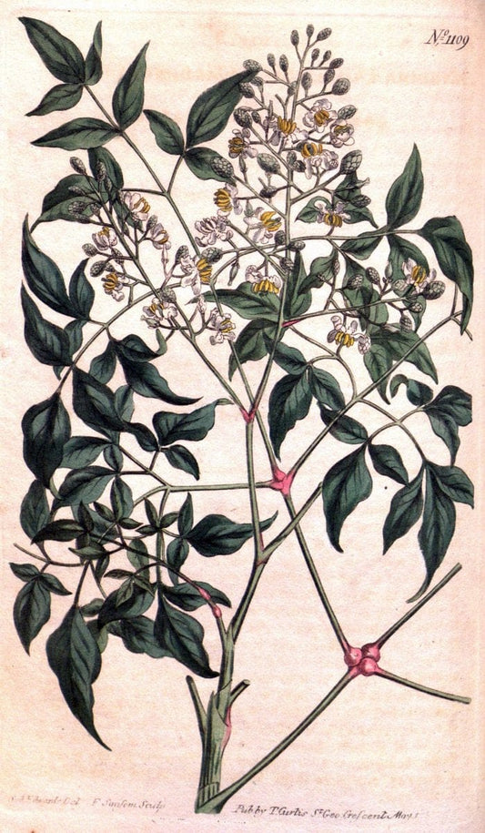 Curtis's botanical magazine. London ; New York [etc.] :Academic Press [etc.]. | "Botanical illustration" Botany Periodicals "Pictorial works" "Plants, Ornamental"  | Vintage Print Reproduction 456454
