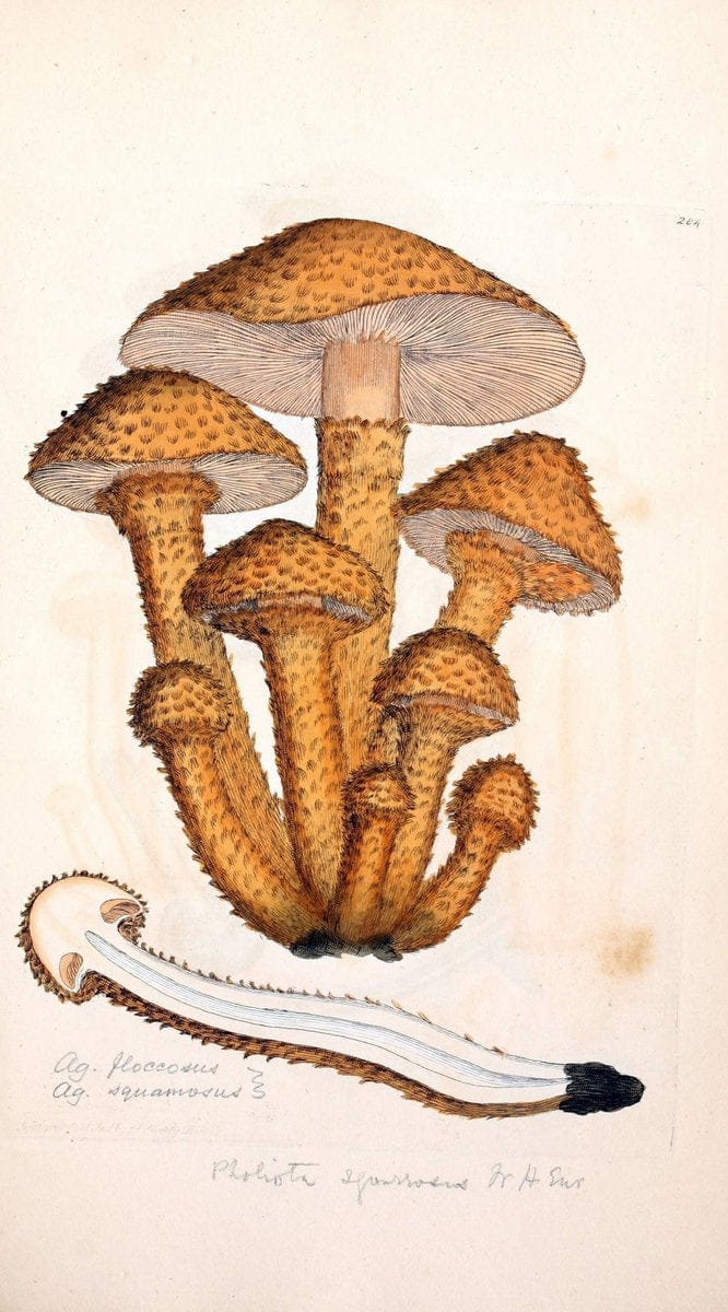 Coloured figures of English fungi or mushrooms. London,Printed by J. Davis,1797-[1809]. | England Mushrooms  | Vintage Print Reproduction 456455