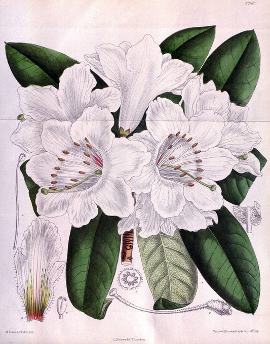Curtis's botanical magazine. London ; New York [etc.] :Academic Press [etc.]. | "Botanical illustration" Botany Periodicals "Pictorial works" "Plants, Ornamental"  | Vintage Print Reproduction 456456