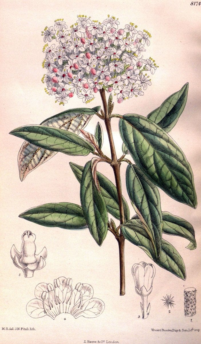 Curtis's botanical magazine. London ; New York [etc.] :Academic Press [etc.]. | "Botanical illustration" Botany Periodicals "Pictorial works" "Plants, Ornamental"  | Vintage Print Reproduction 456457