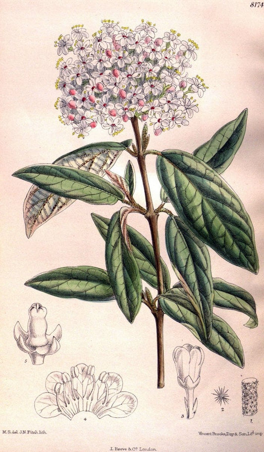 Curtis's botanical magazine. London ; New York [etc.] :Academic Press [etc.]. | "Botanical illustration" Botany Periodicals "Pictorial works" "Plants, Ornamental"  | Vintage Print Reproduction 456457