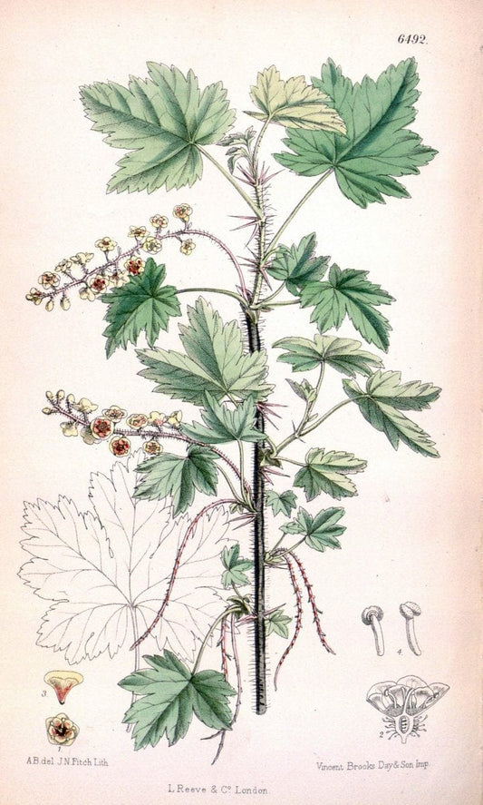 Curtis's botanical magazine. London ; New York [etc.] :Academic Press [etc.]. | "Botanical illustration" Botany Periodicals "Pictorial works" "Plants, Ornamental"  | Vintage Print Reproduction 456458
