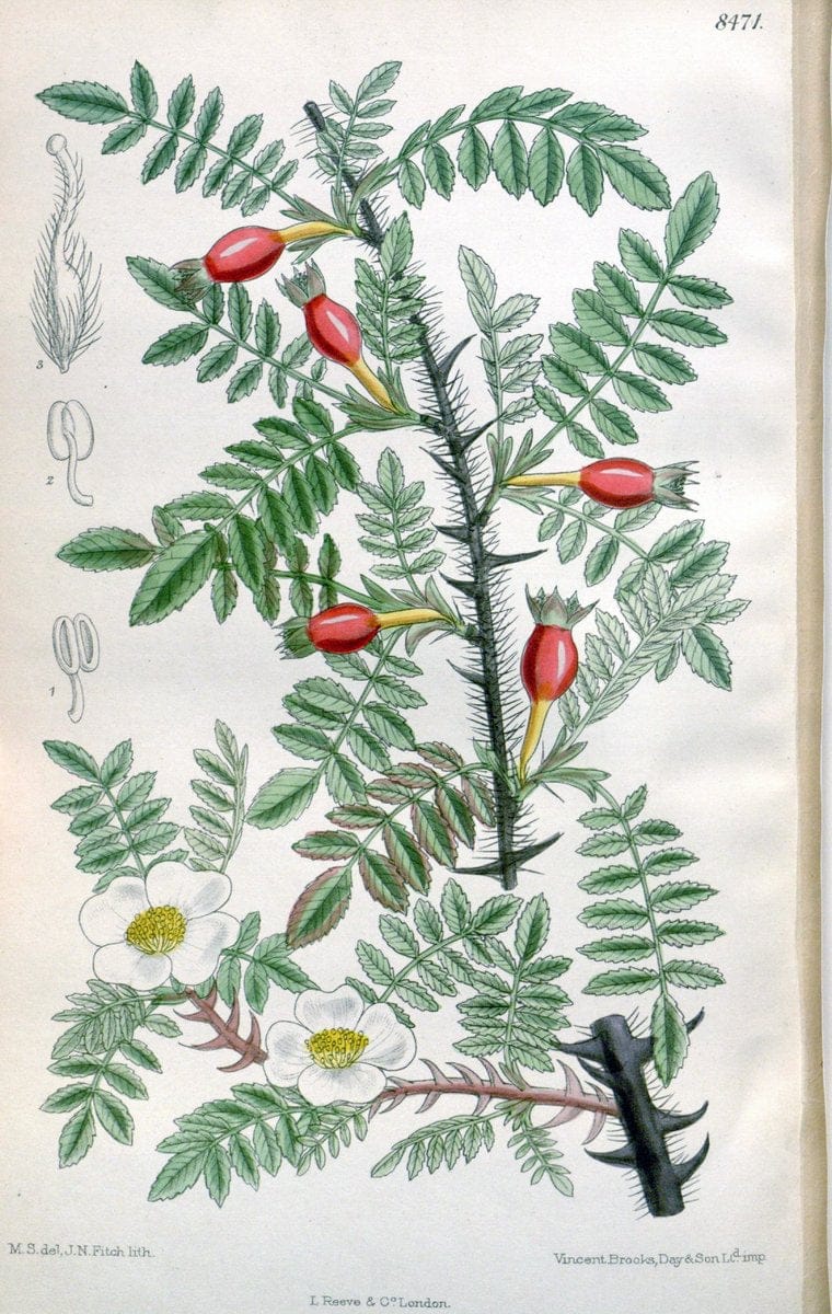 Curtis's botanical magazine. London ; New York [etc.] :Academic Press [etc.]. | "Botanical illustration" Botany Periodicals "Pictorial works" "Plants, Ornamental"  | Vintage Print Reproduction 456459