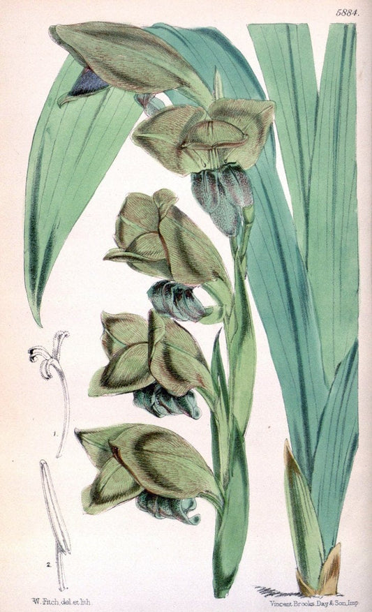 Curtis's botanical magazine..London ;New York [etc.] :Academic Press [etc.]. |  | Vintage Print Reproduction 456460