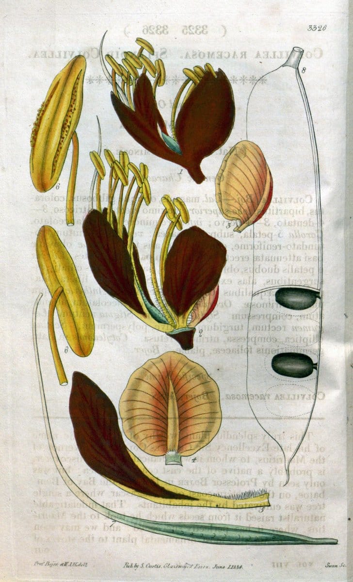 Curtis's botanical magazine..London ;New York [etc.] :Academic Press [etc.]. |  | Vintage Print Reproduction 456461