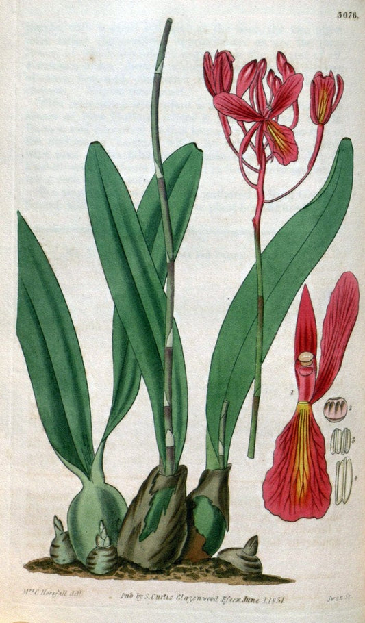 Curtis's botanical magazine..London ;New York [etc.] :Academic Press [etc.]. |  | Vintage Print Reproduction 456462