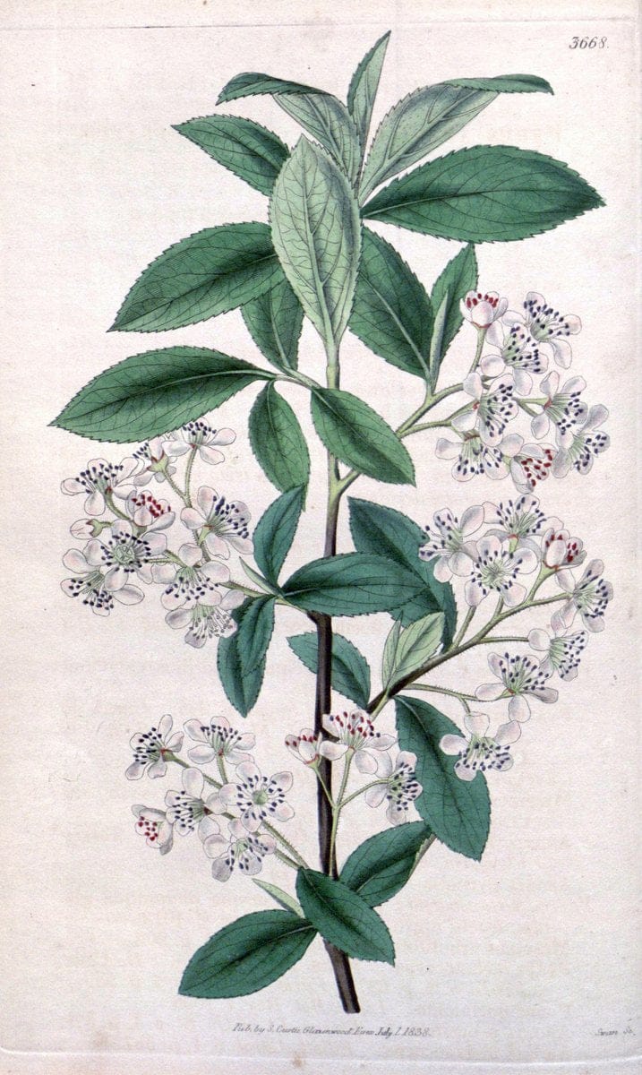 Curtis's botanical magazine..London ;New York [etc.] :Academic Press [etc.]. |  | Vintage Print Reproduction 456463