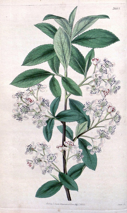 Curtis's botanical magazine..London ;New York [etc.] :Academic Press [etc.]. |  | Vintage Print Reproduction 456463