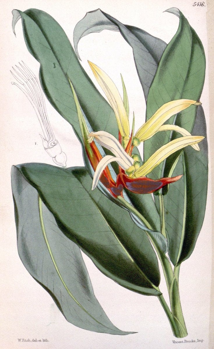 Curtis's botanical magazine..London ;New York [etc.] :Academic Press [etc.]. |  | Vintage Print Reproduction 456464