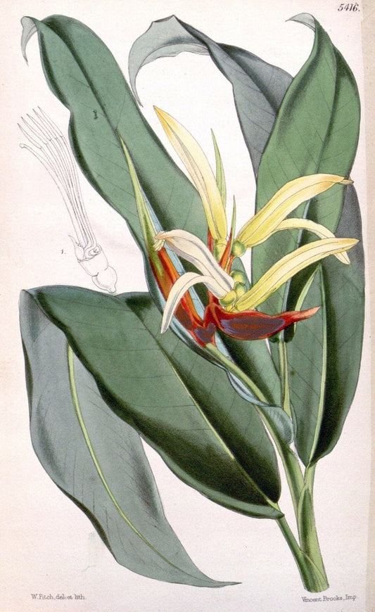 Curtis's botanical magazine..London ;New York [etc.] :Academic Press [etc.]. |  | Vintage Print Reproduction 456464