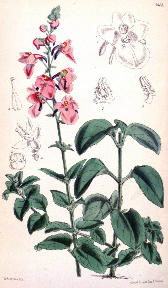 Curtis's botanical magazine. London ;New York [etc.] :Academic Press [etc.]. | Botany Periodicals "Pictorial works"  | Vintage Print Reproduction 456465