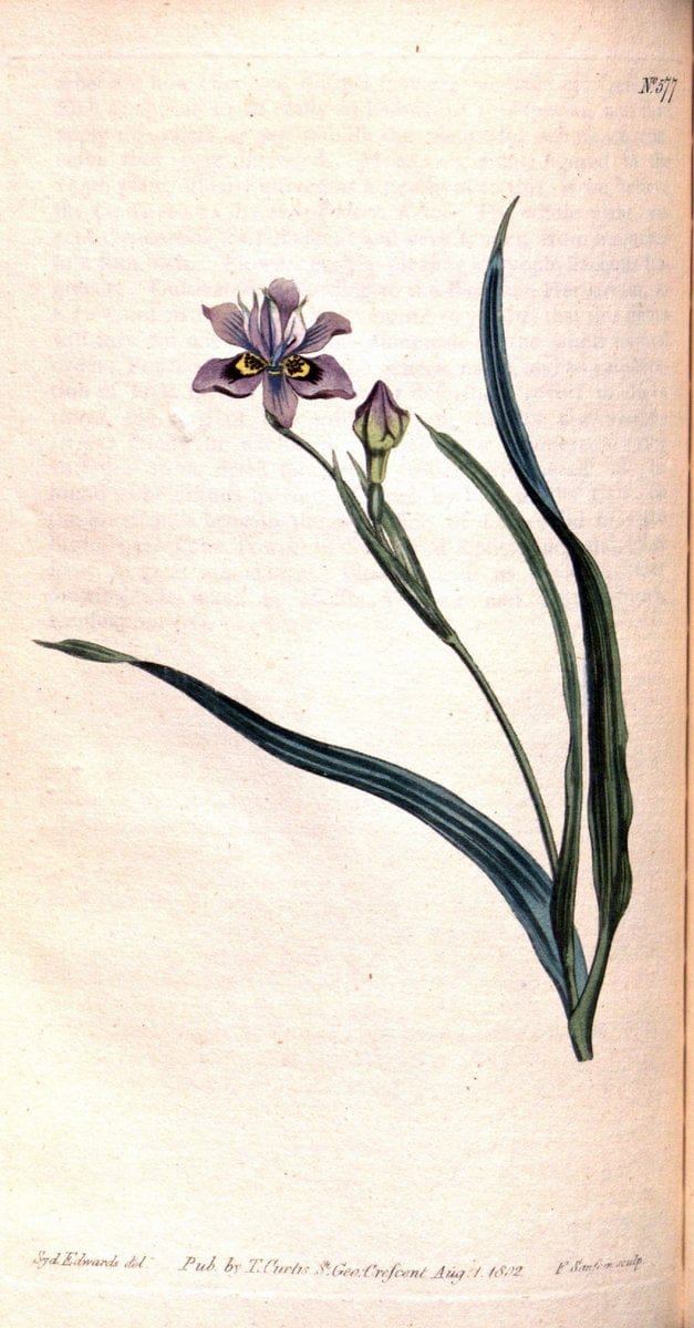 Curtis's botanical magazine. London ;New York [etc.] :Academic Press [etc.]. | Botany Periodicals "Pictorial works"  | Vintage Print Reproduction 456466