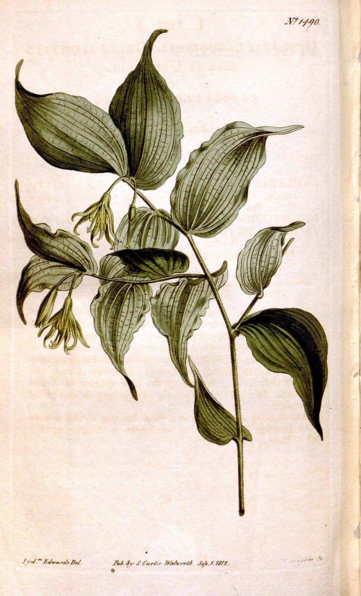 Curtis's botanical magazine. London ;New York [etc.] :Academic Press [etc.]. | Botany Periodicals "Pictorial works"  | Vintage Print Reproduction 456467