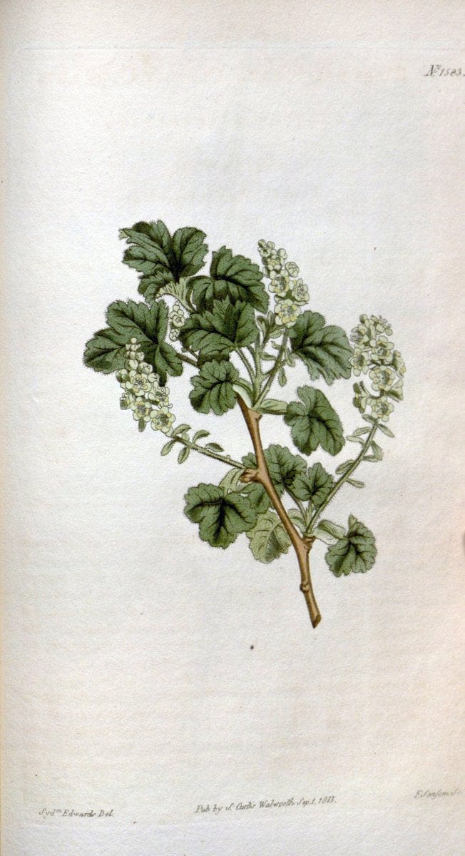 Curtis's botanical magazine. London ; New York [etc.] :Academic Press [etc.]. | "Botanical illustration" Botany Periodicals "Pictorial works" "Plants, Ornamental"  | Vintage Print Reproduction 456468